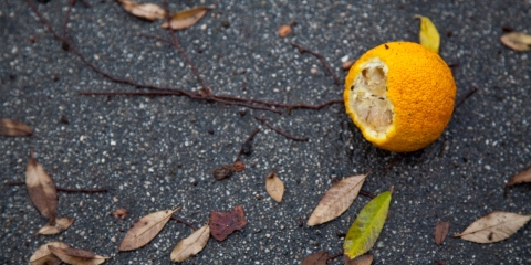 20-fallen_orange